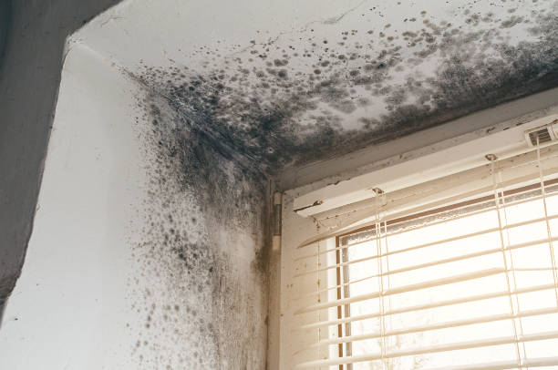 Trusted Bathroom Mold Removal service in Garfield, TX - Cheap Mold Removal